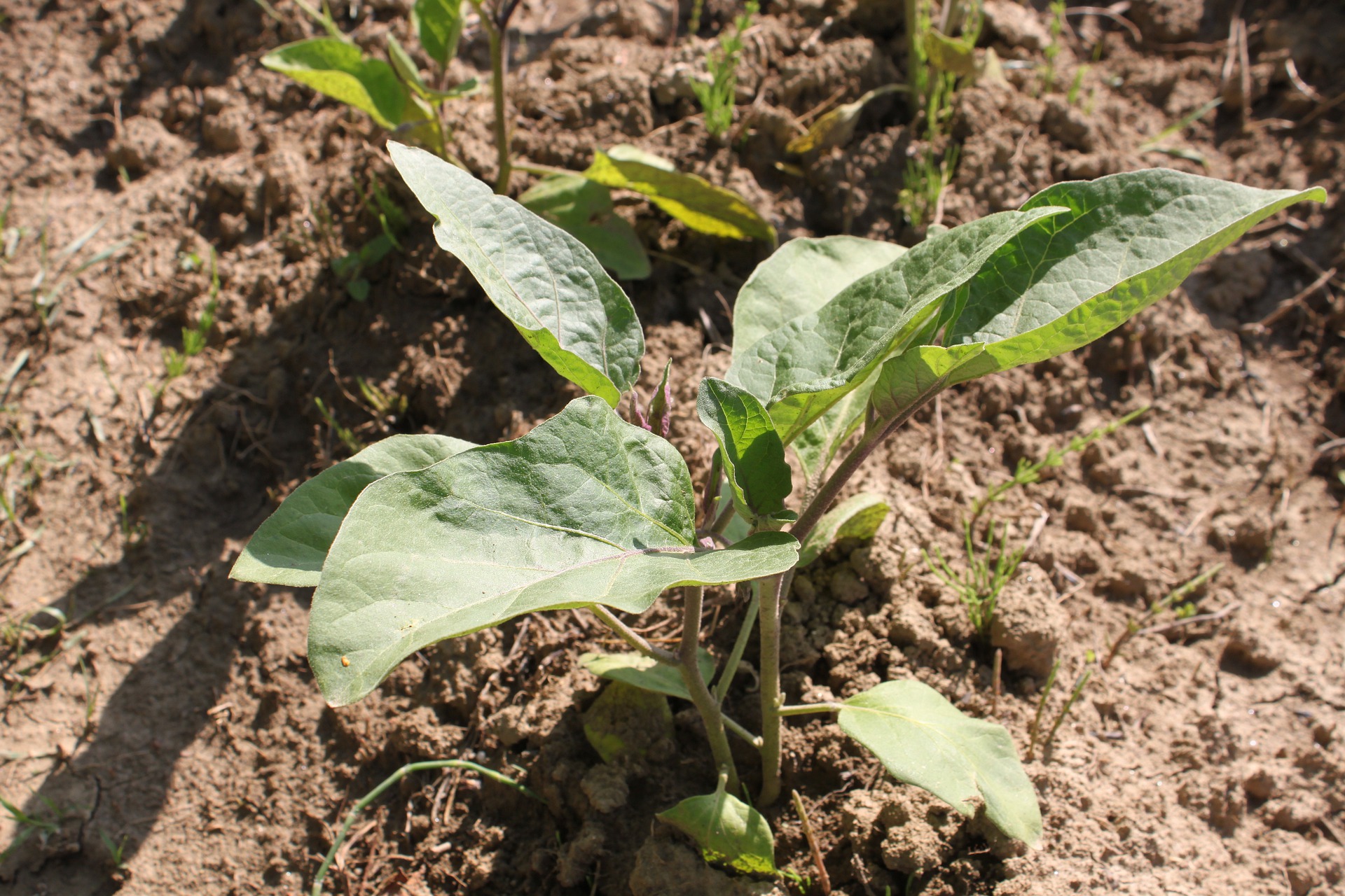 agriculture-87782_1920
